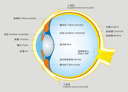 告訴你個“小秘密”：為什么眼睛不怕冷？